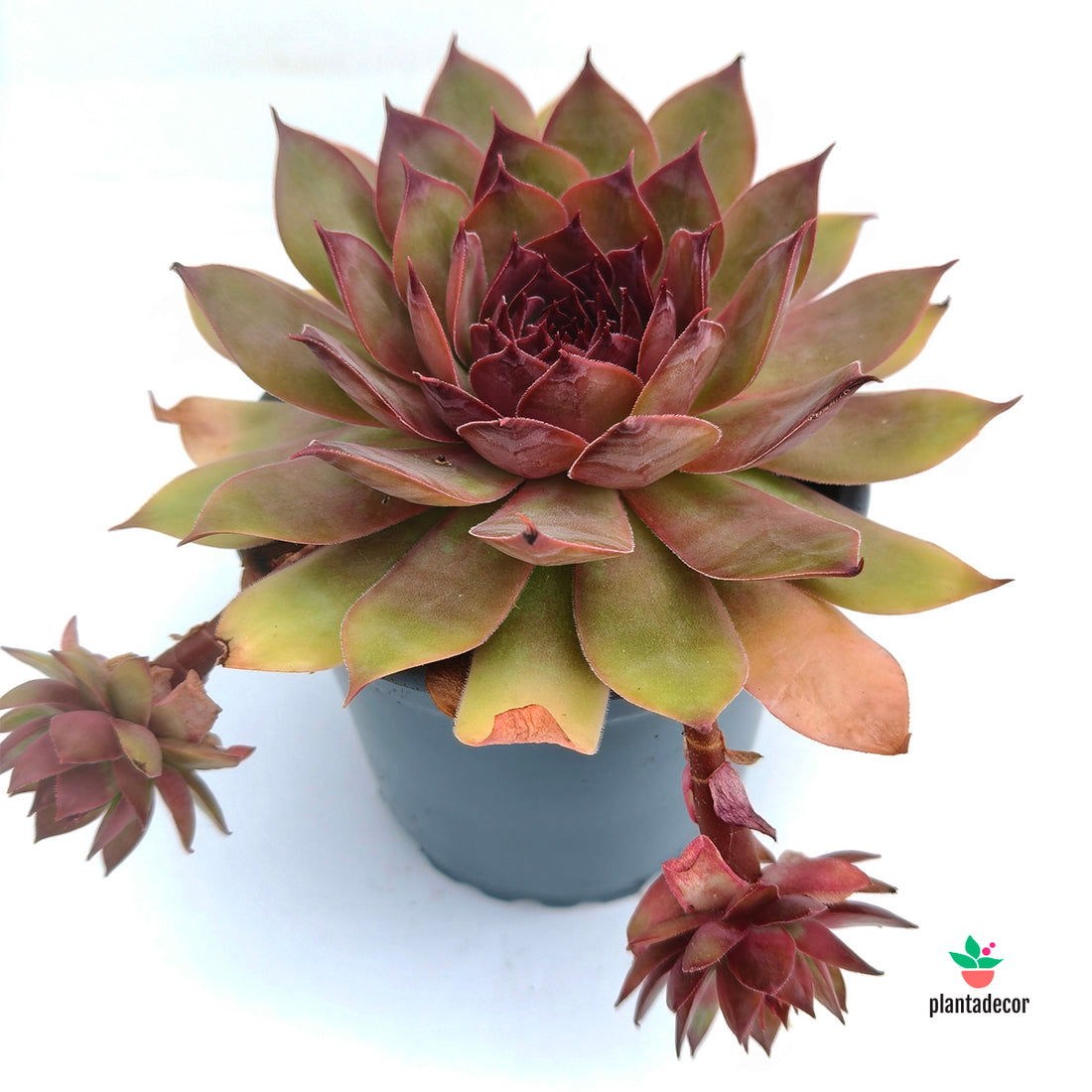 Sempervivum Cooper Canyon
