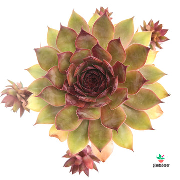 Sempervivum Cooper Canyon