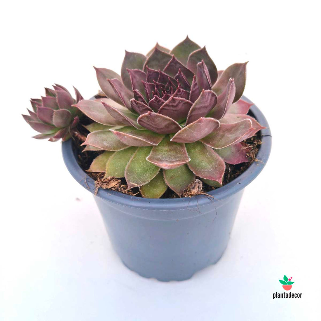 Sempervivum Gold Mine