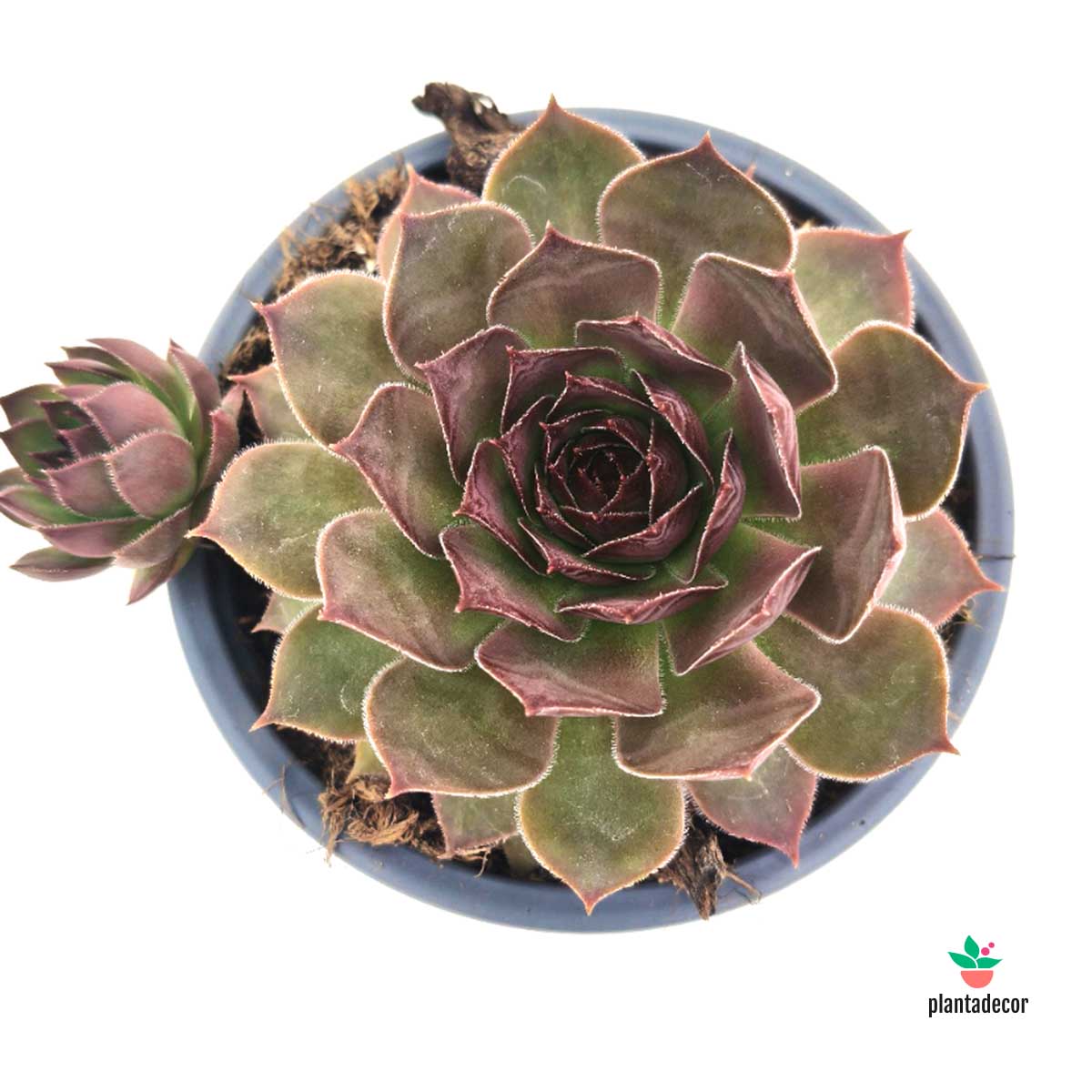 Sempervivum Gold Mine