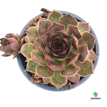 Sempervivum Gold Mine