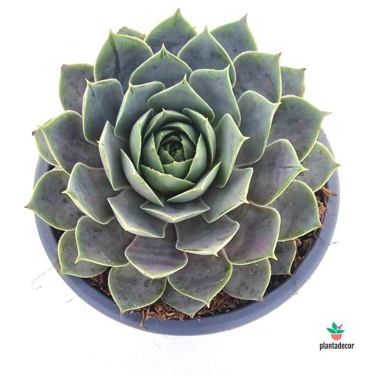 Sempervivum Steam Appeal