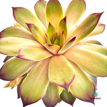 Sempervivum Casablanca