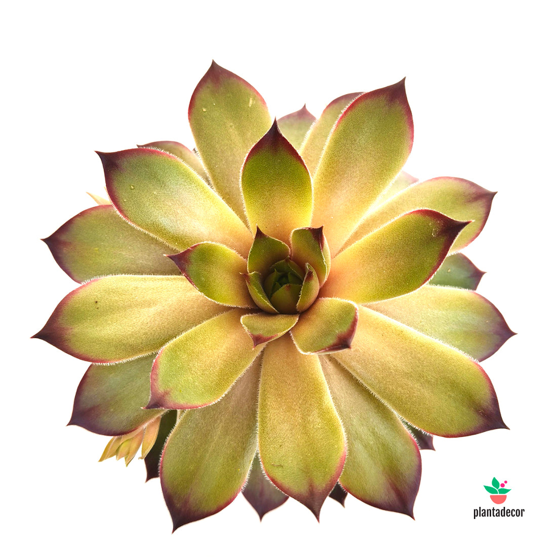 Sempervivum Casablanca