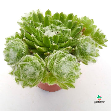 Sempervivum Arachnoideum 'Mini'