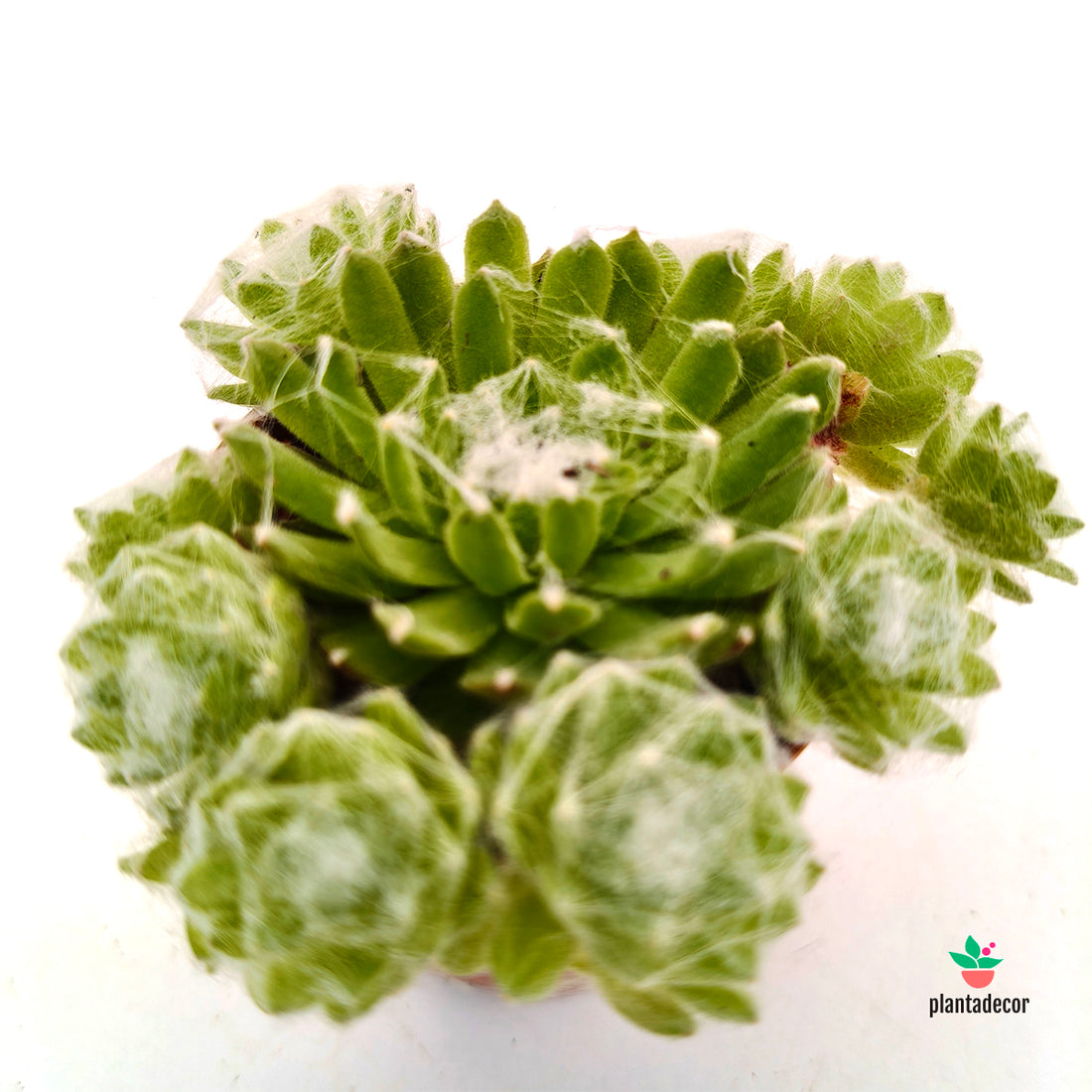 Sempervivum Arachnoideum 'Mini'