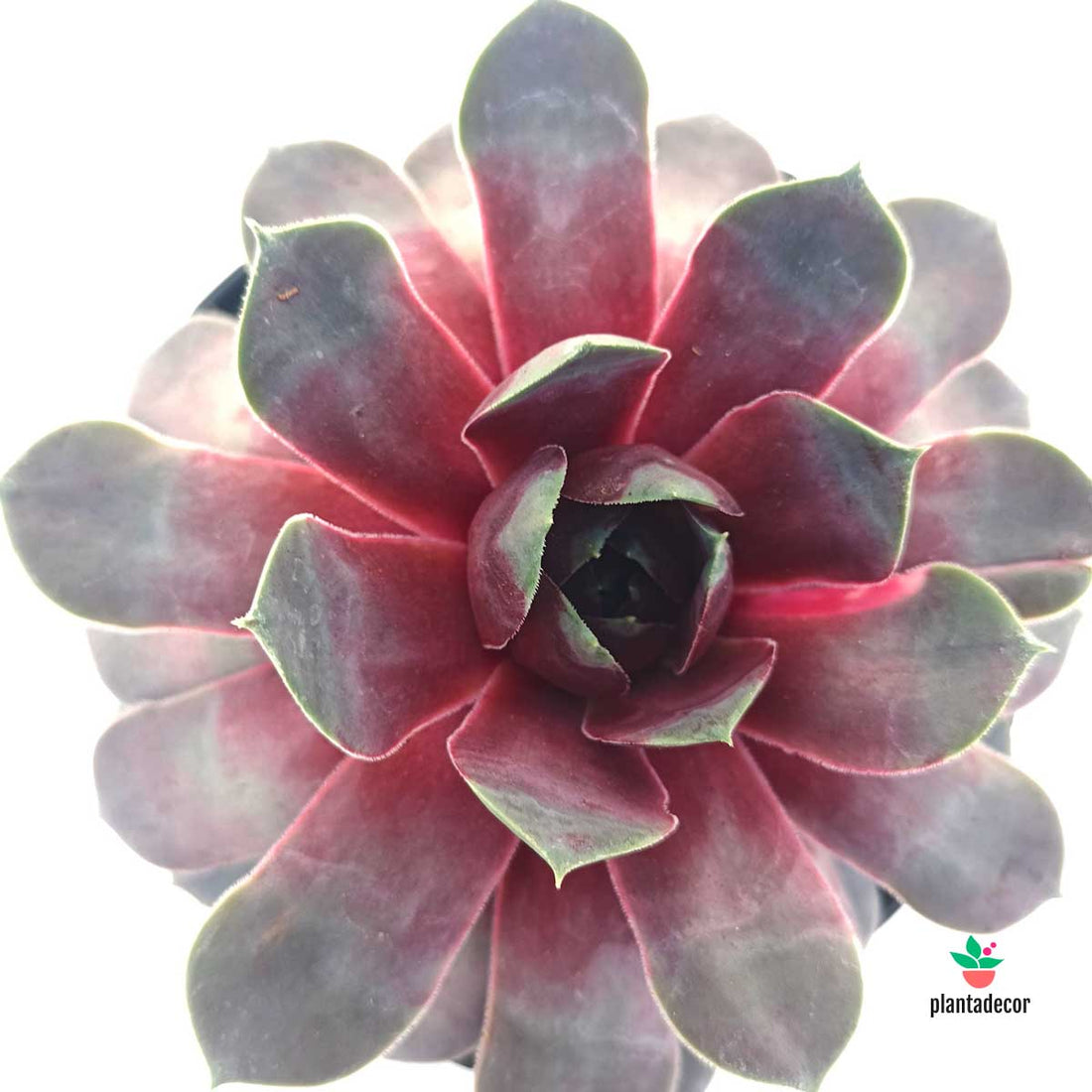 Sempervivum Steam Appeal