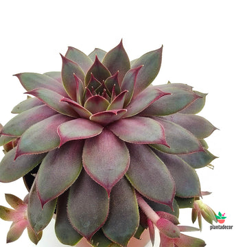 Sempervivum Valencia