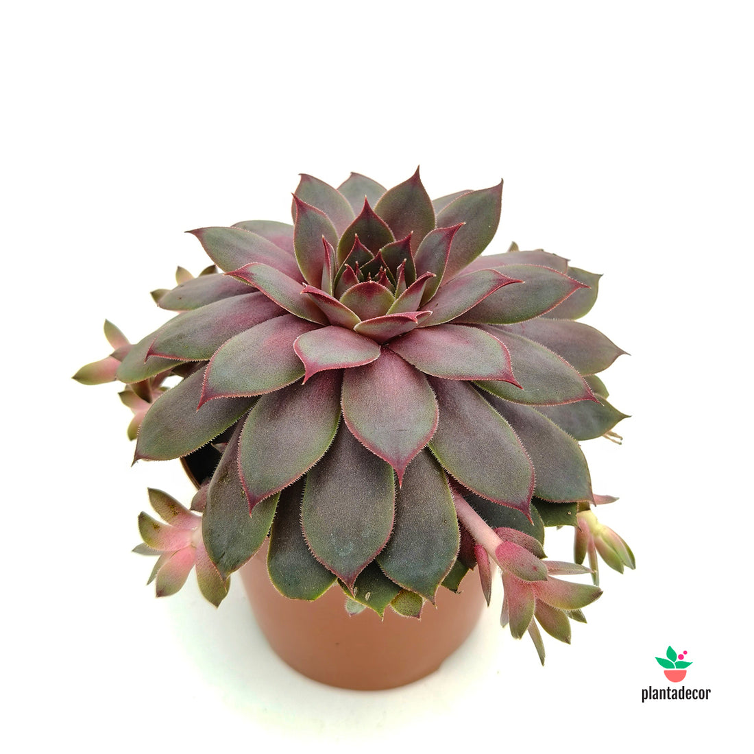 Sempervivum Valencia