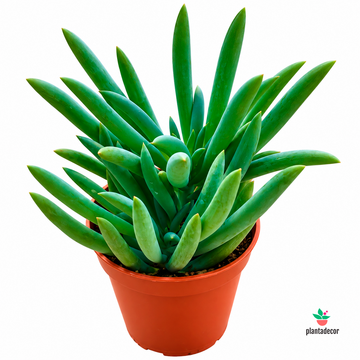 Senecio Barbetonicus Silver