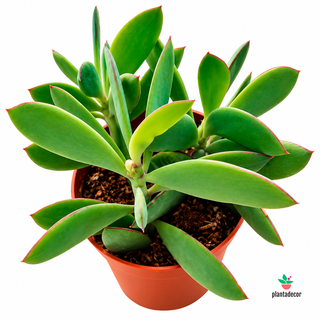 Senecio Crassissimus