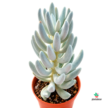 Senecio Mont Blanc M-8,5
