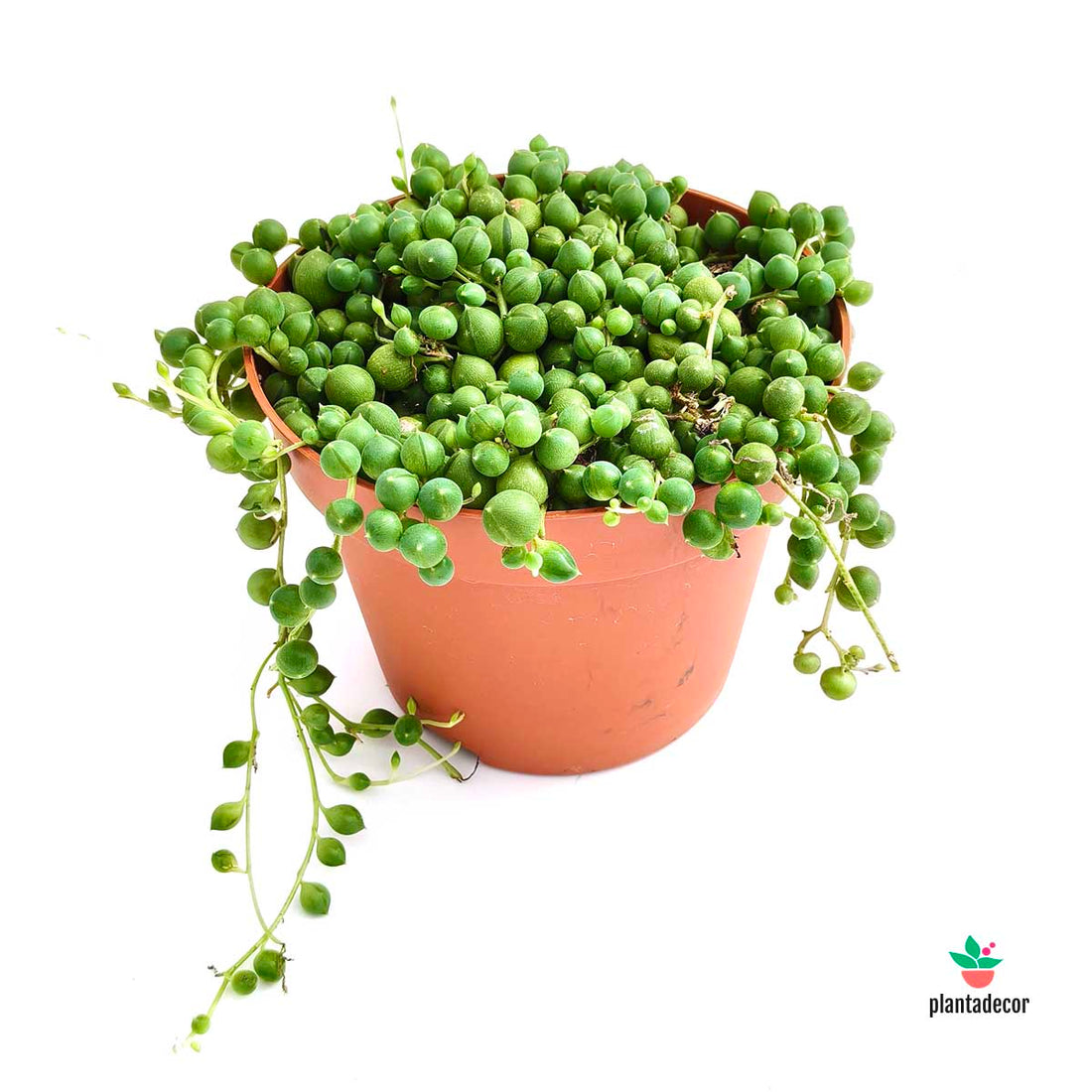 Senecio Rowleyanus M-11