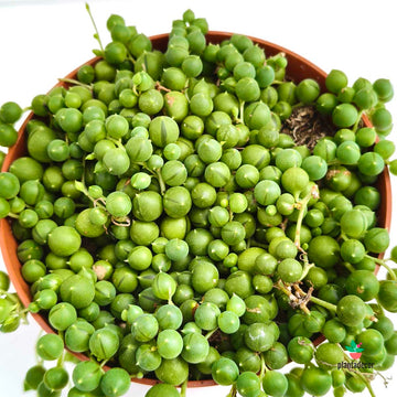 Senecio Rowleyanus M-11