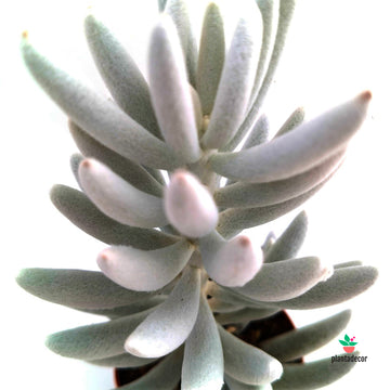 Senecio Mont Blanc M-8,5