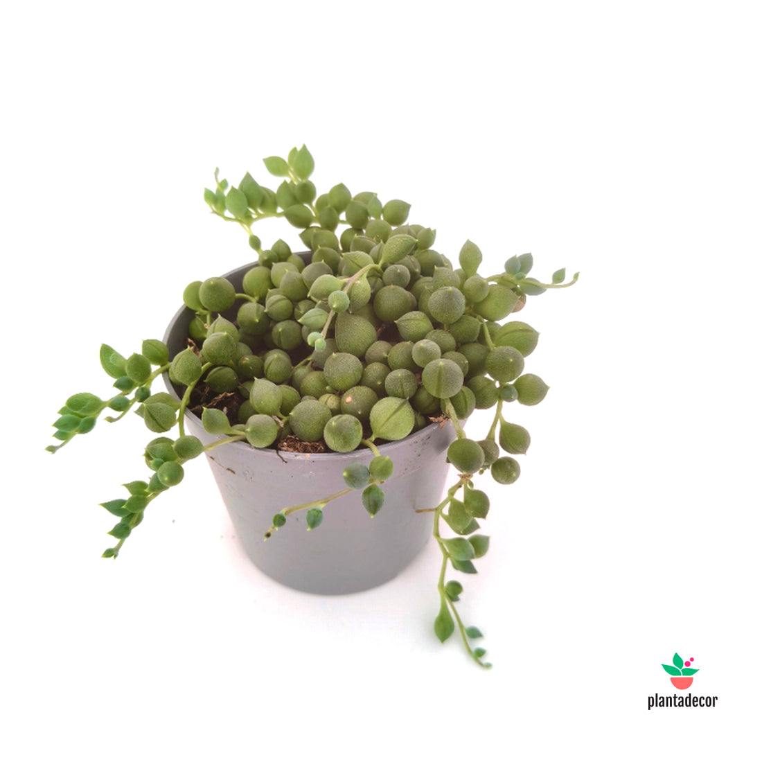 Senecio Rowleyanus M-6,5