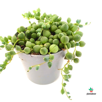 Senecio Rowleyanus M-6,5