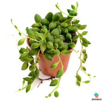 Senecio Herreianus