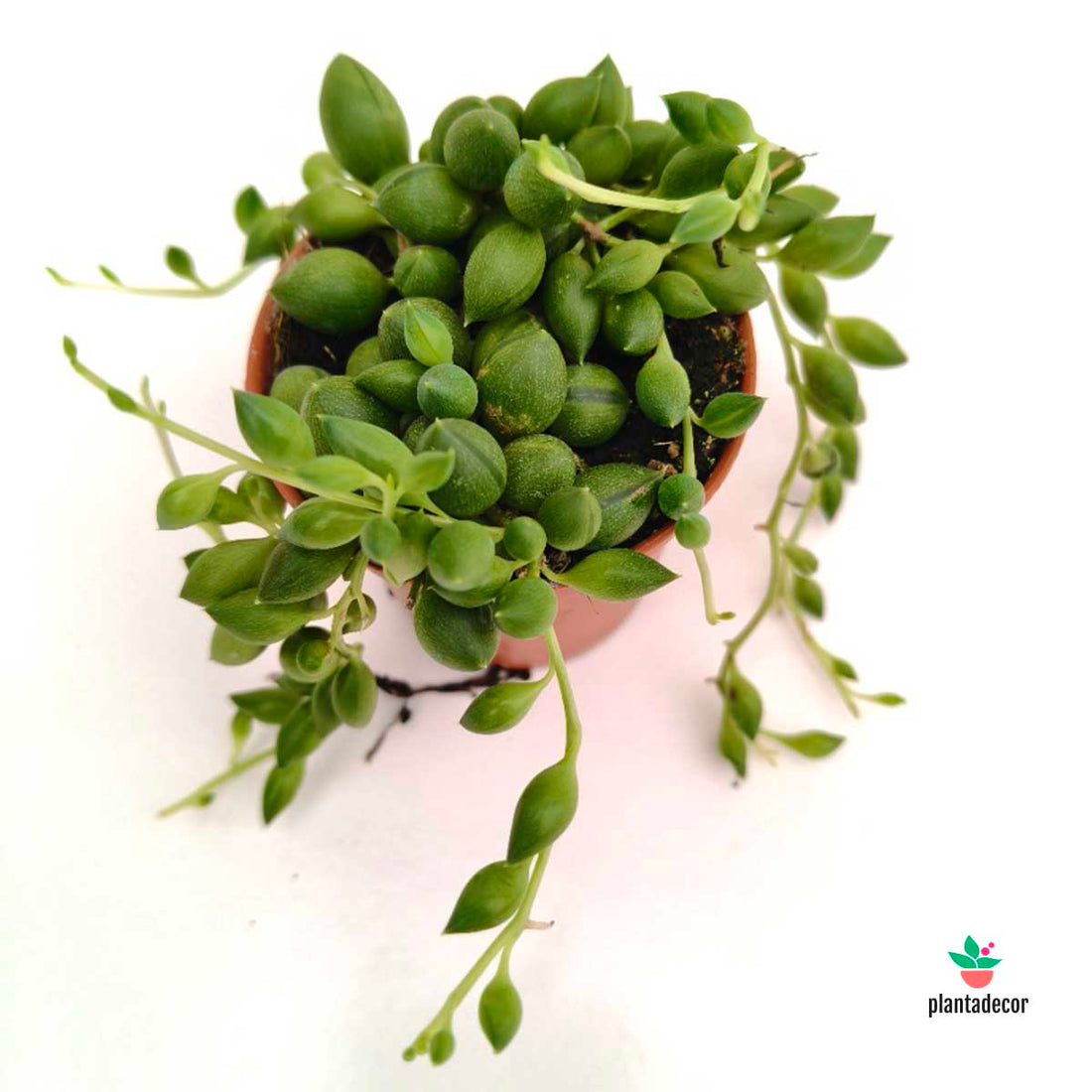 Senecio Herreianus