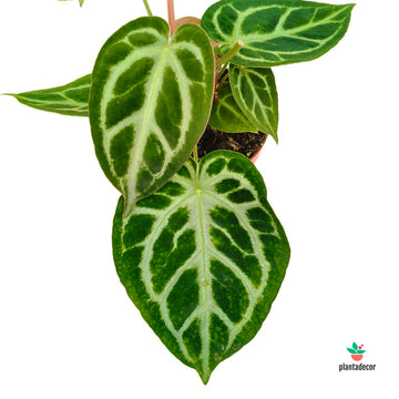 Anthurium Silver Blush