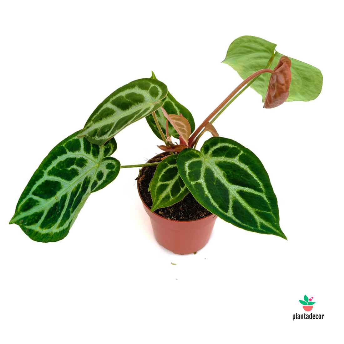 Anthurium Silver Blush