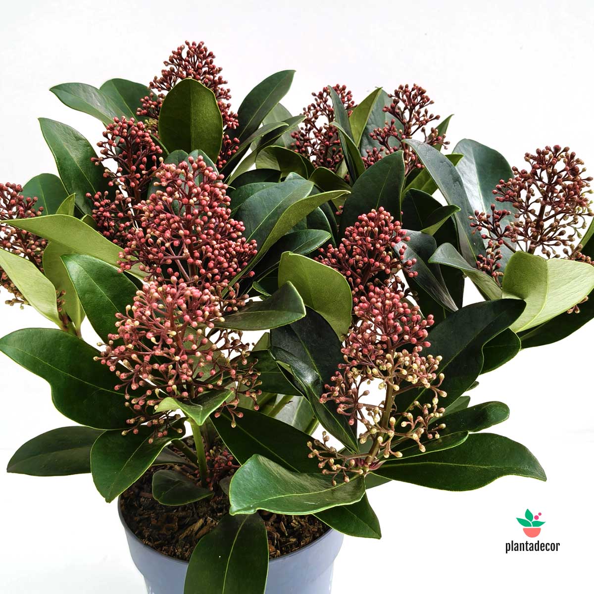 Skimia Japonica 'Rubella'