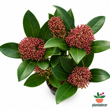 Skimia Japonica 'Rubella'