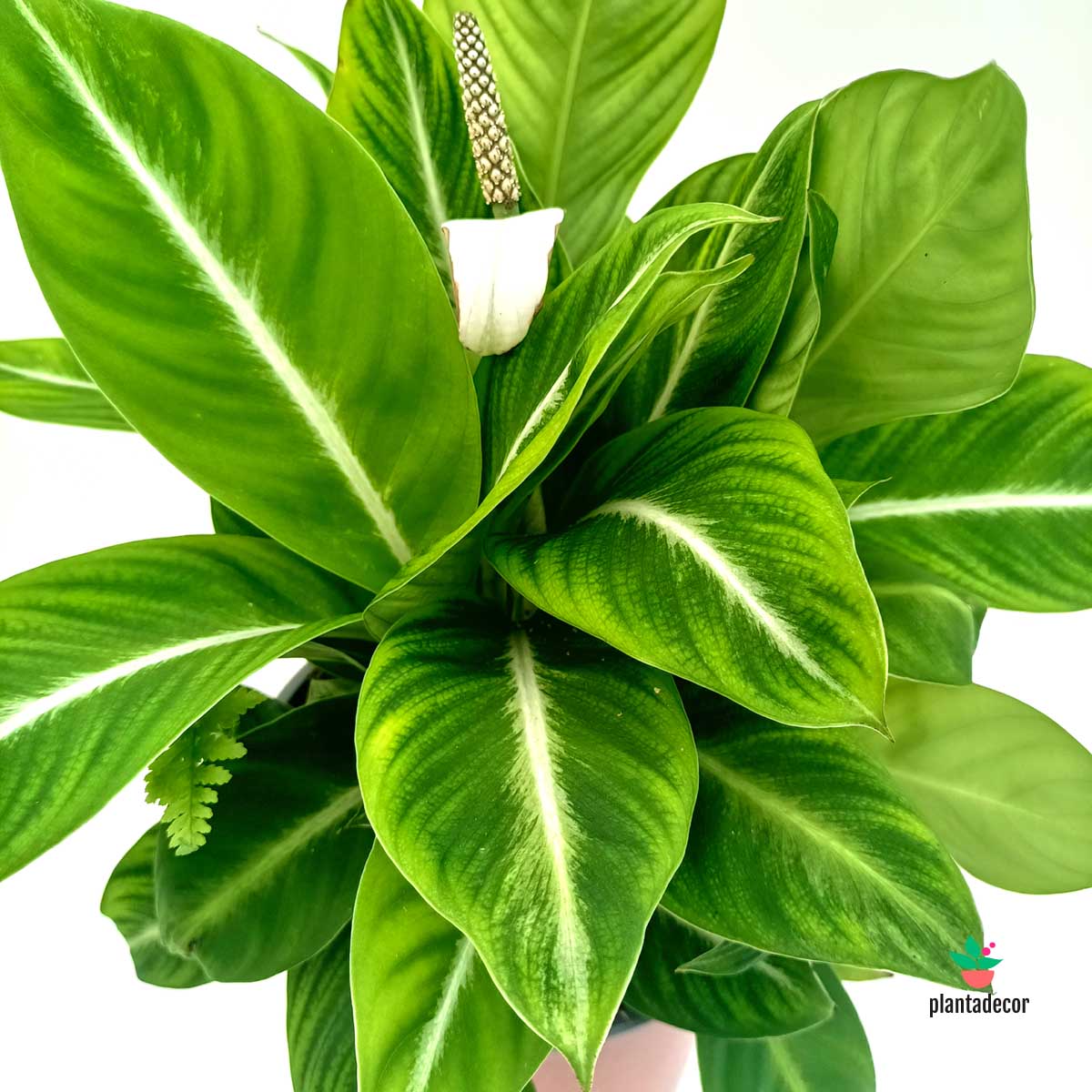 Spathiphyllum 'Cupido'