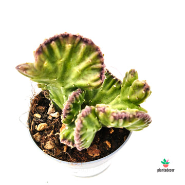Stapelia Leendertiziae f. Cristata