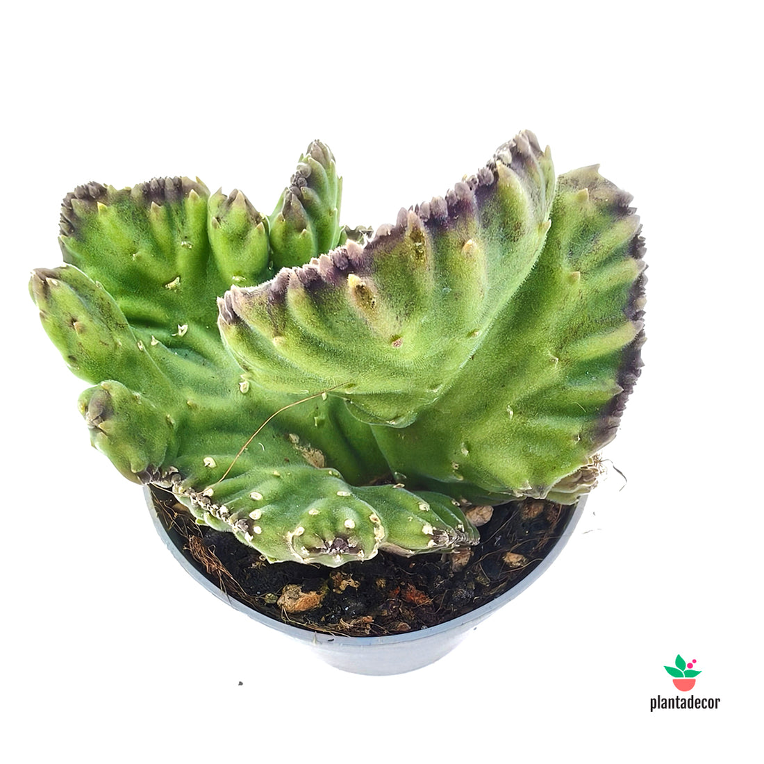 Stapelia Leendertiziae f. Cristata