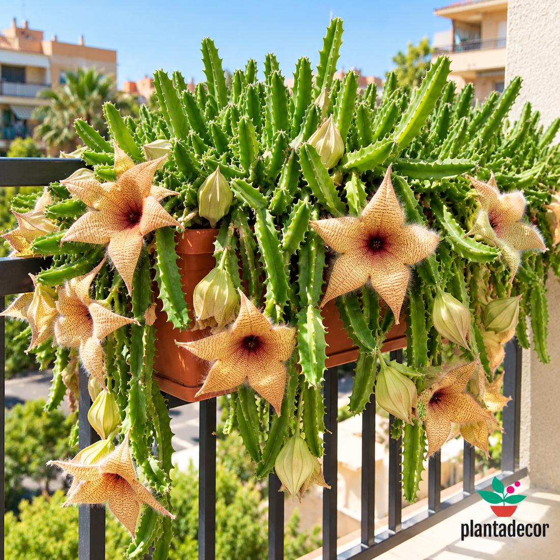 Stapelia Gigantea