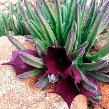 Stapelia Leendertziae