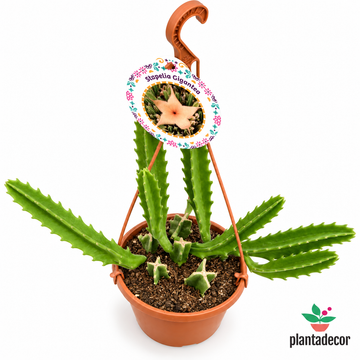 Stapelia Gigantea