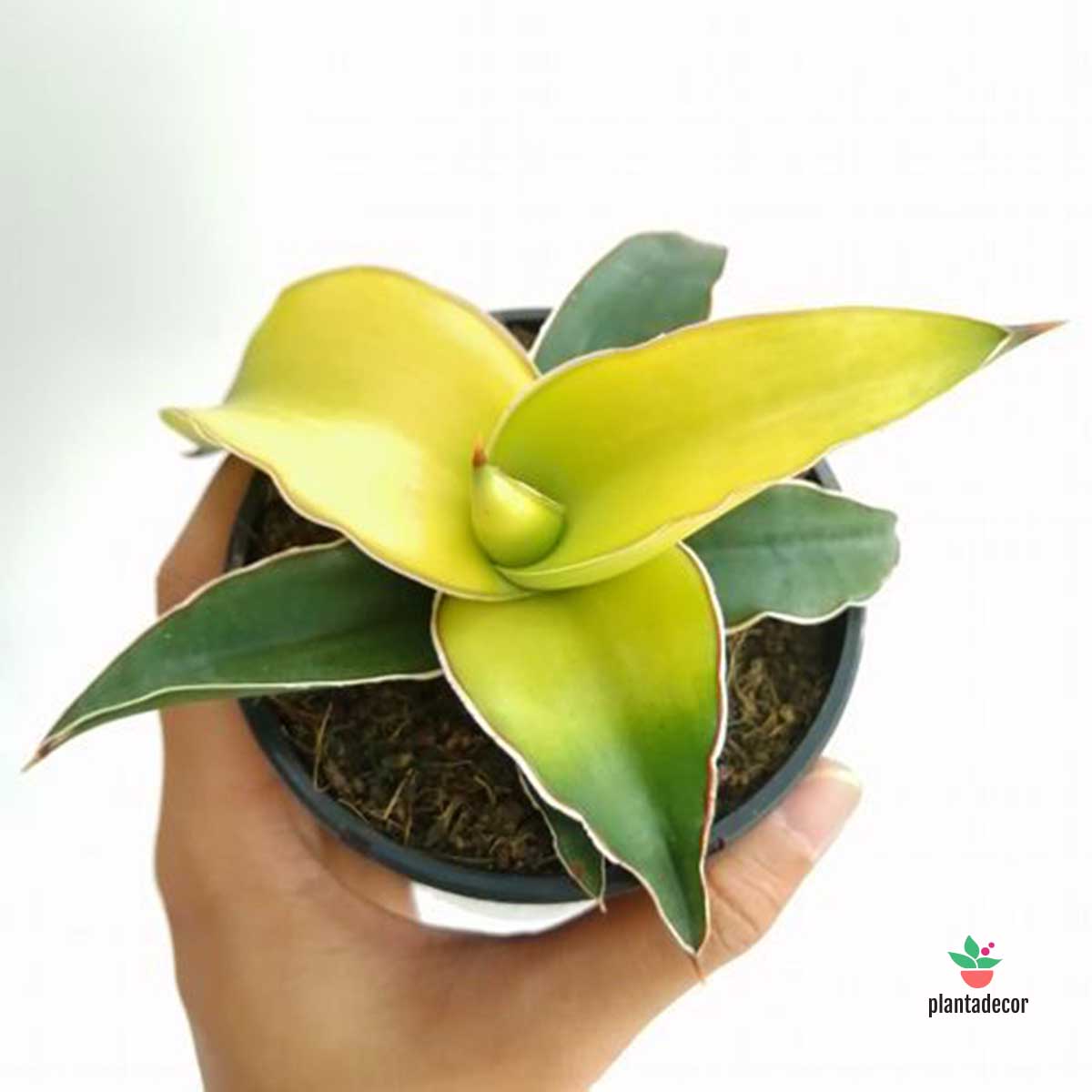 Sanseviera Star Canary