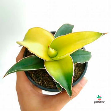 Sanseviera Star Canary