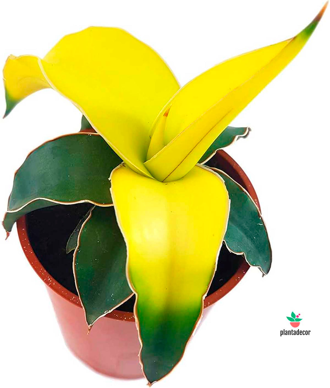 Sanseviera Star Canary