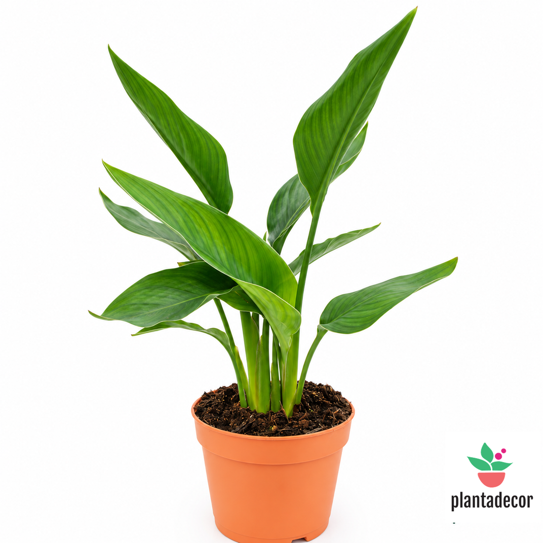 Strelitzia Reginae