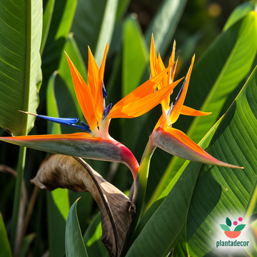 Strelitzia Reginae