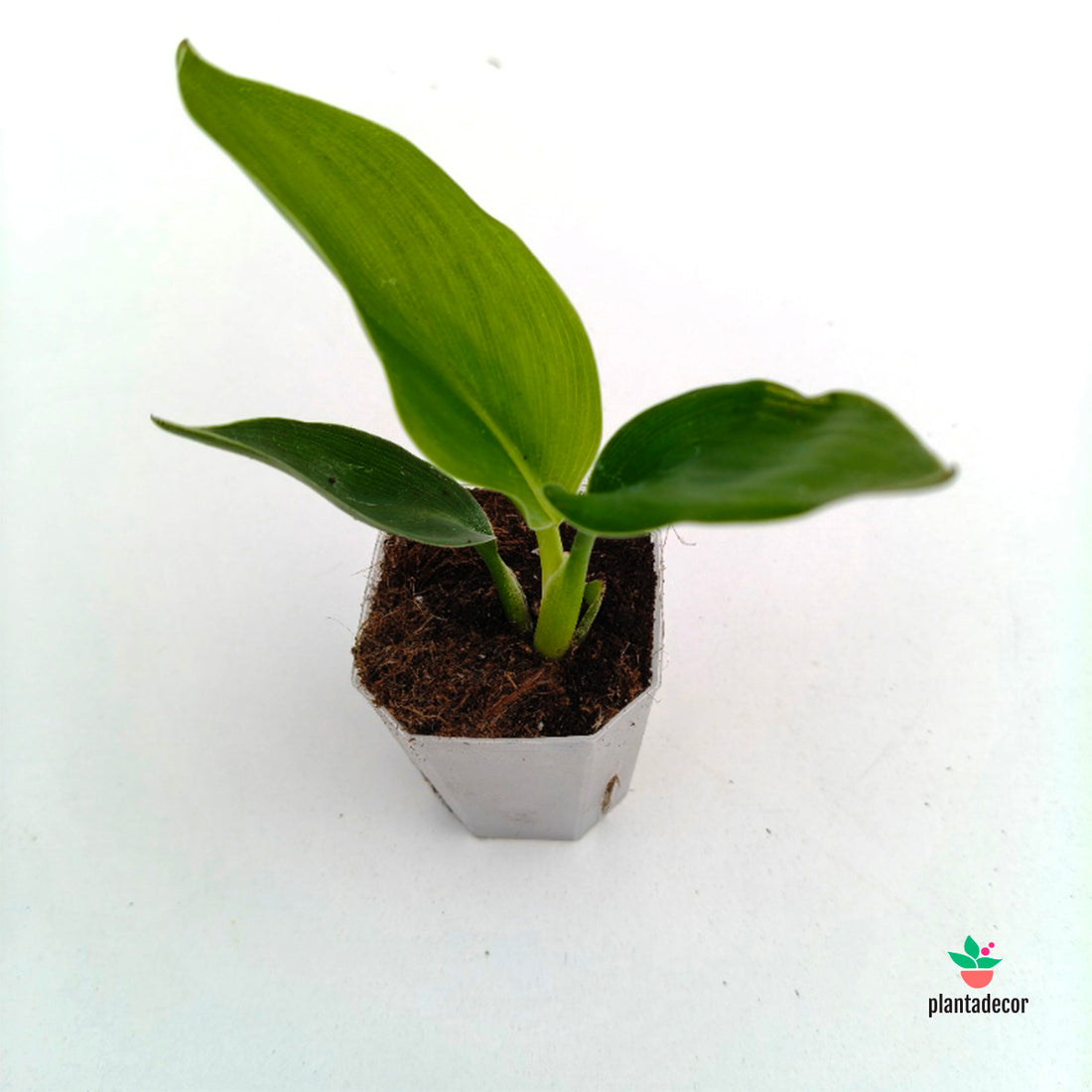 Strelitzia Reginae  - Mini