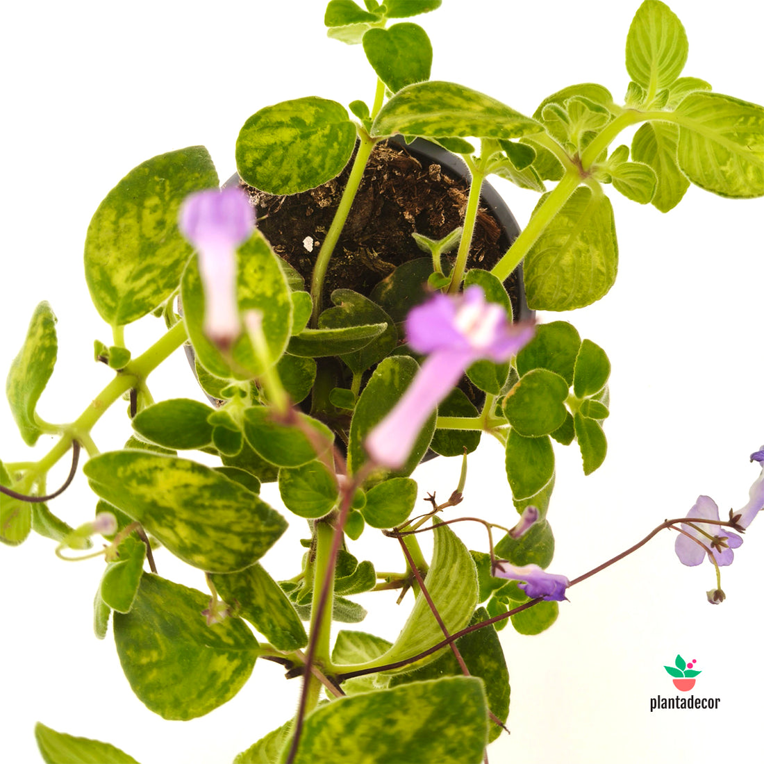 Streptocarpus Streptono 'Blue Eye'