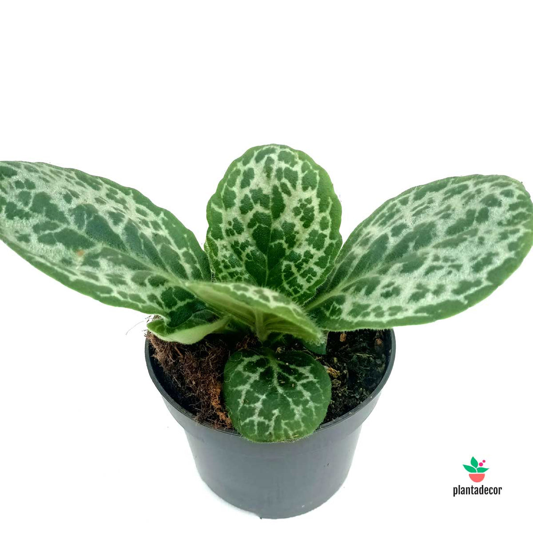 Streptocarpus Turtle