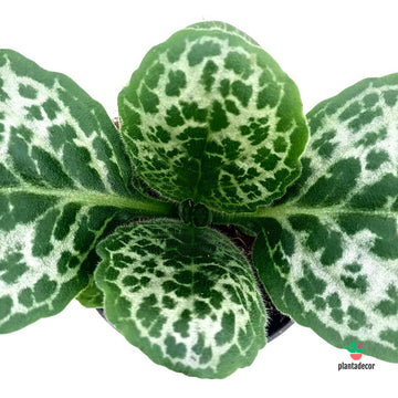 Streptocarpus Turtle