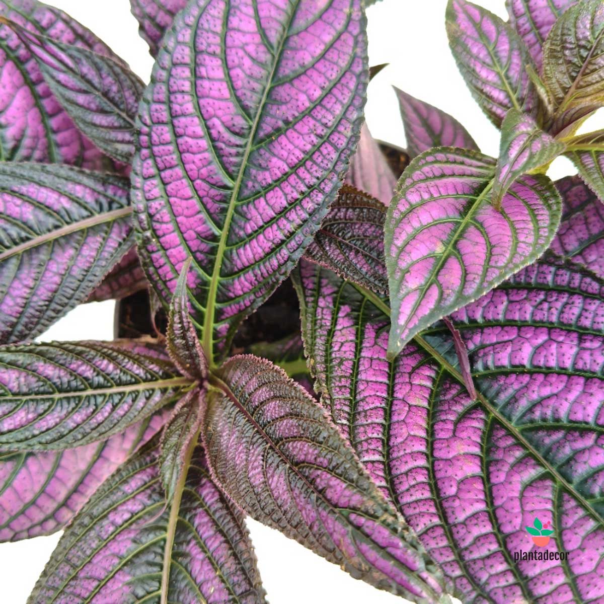 Strobilanthes Dyeriana Metallica
