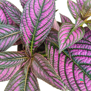 Strobilanthes Dyeriana Metallica