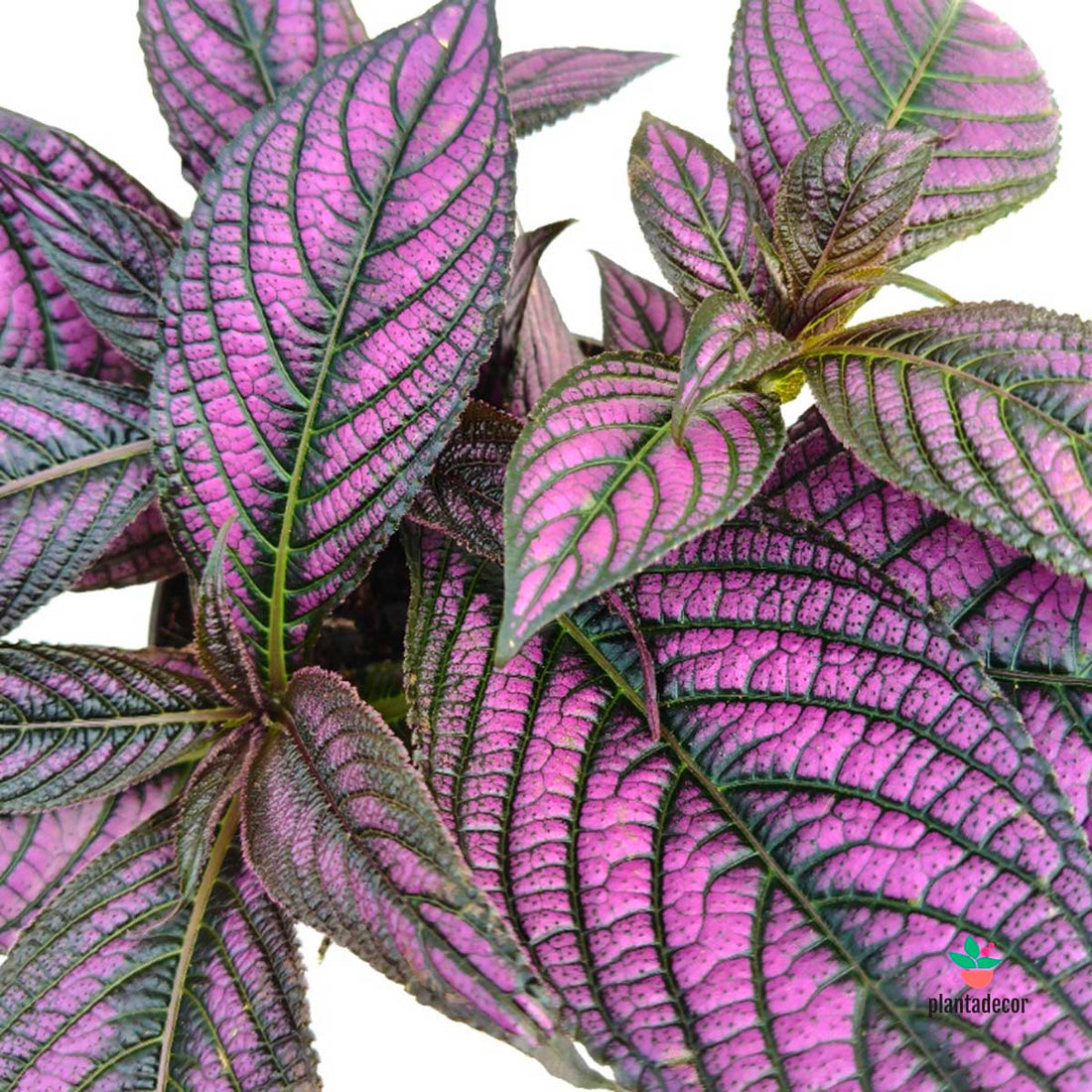 Strobilanthes Dyeriana Metallica