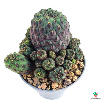 Sulcorebutia Rauschii Violacidermis