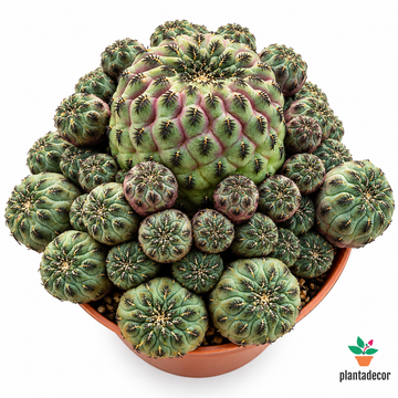 Sulcorebutia Rauschii