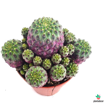 Sulcorebutia Rauschii