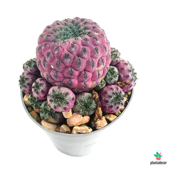 Sulcorebutia Rauschii Violacidermis