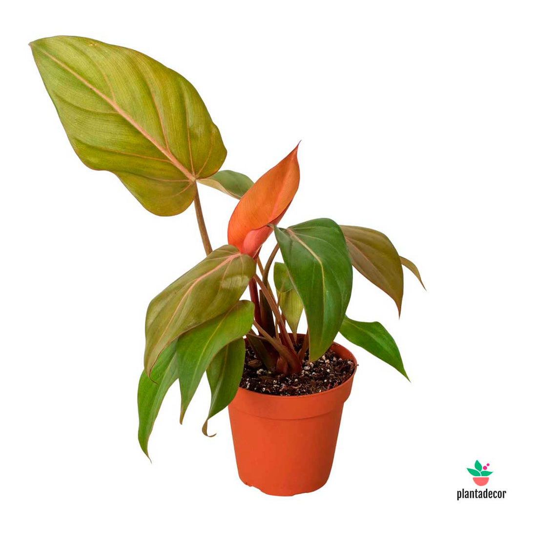 Philodendron Summer Glory